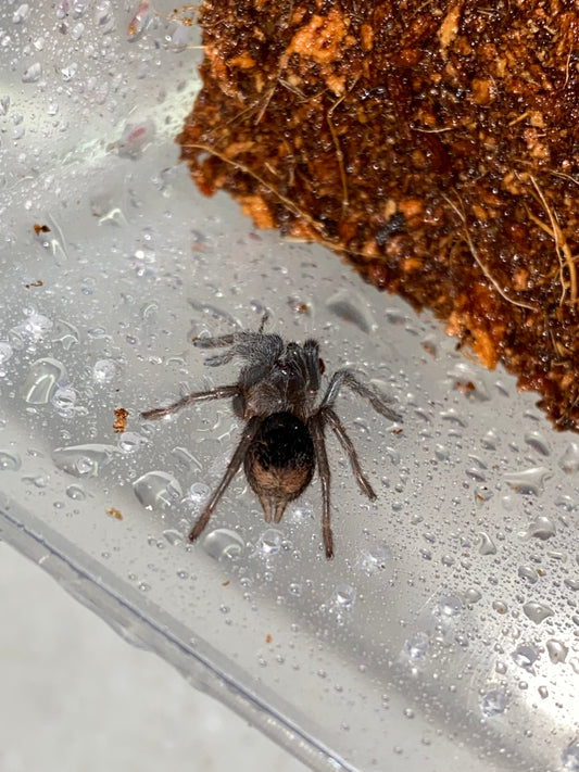 Aphonopelma Seemani (Costa Rican Stripe Knee)
