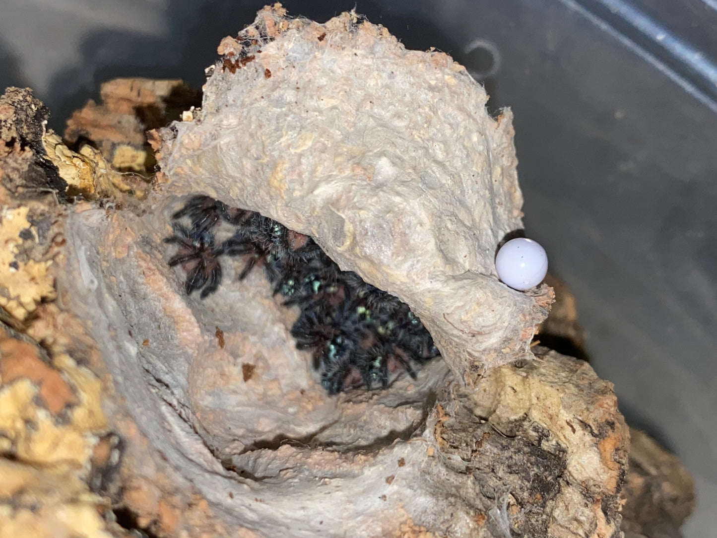 Typhochlaena Seladonia (Brazilian Jewel)