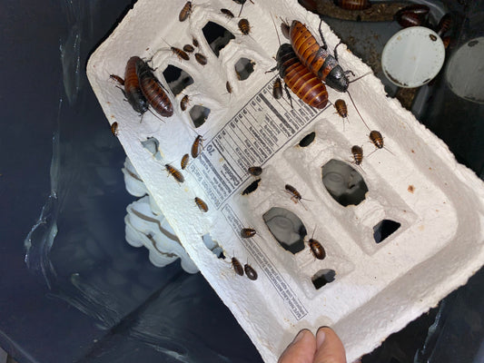 Gromphadorhina Portentosa (Madagascar Hissing Cockroach)