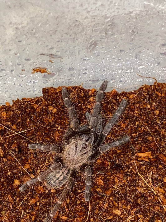 Cyriopagopus sp Bach Ma (Bach Ma Earth Tiger) 1.25 in