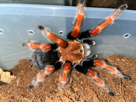 Brachypelma Boehmei (Mexican Fireleg) 1 inch
