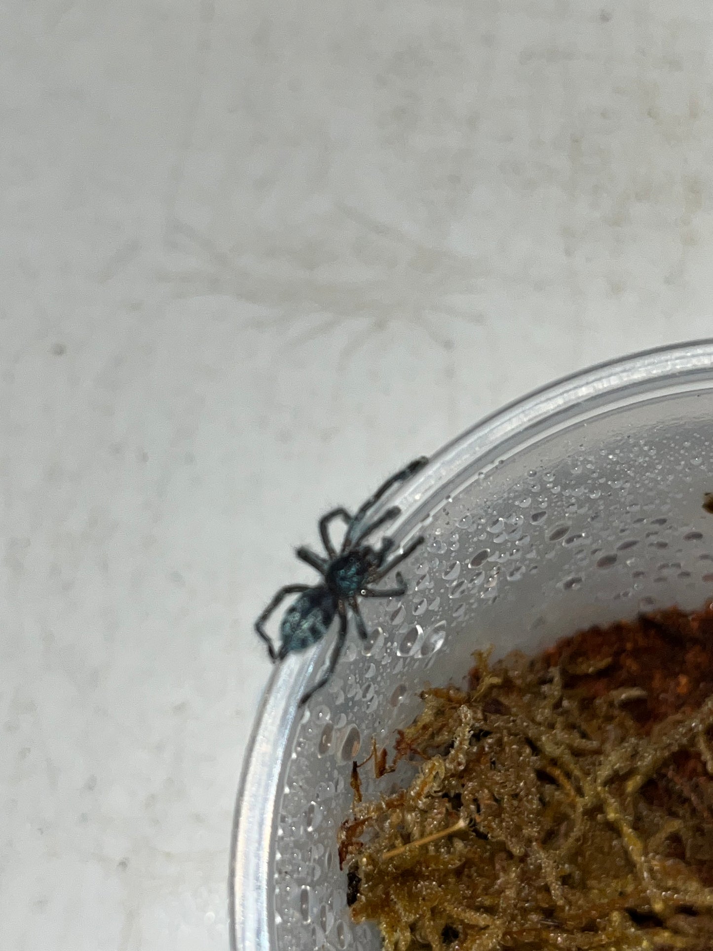 Caribena Laeta (Puerto Rican Pinktoe) 3 in females