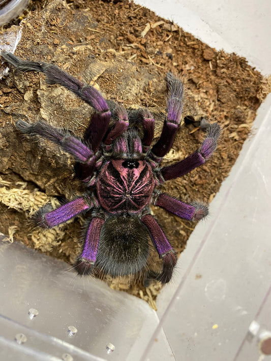 Pamphobeteus machala (Purple Bloom Birdeater)