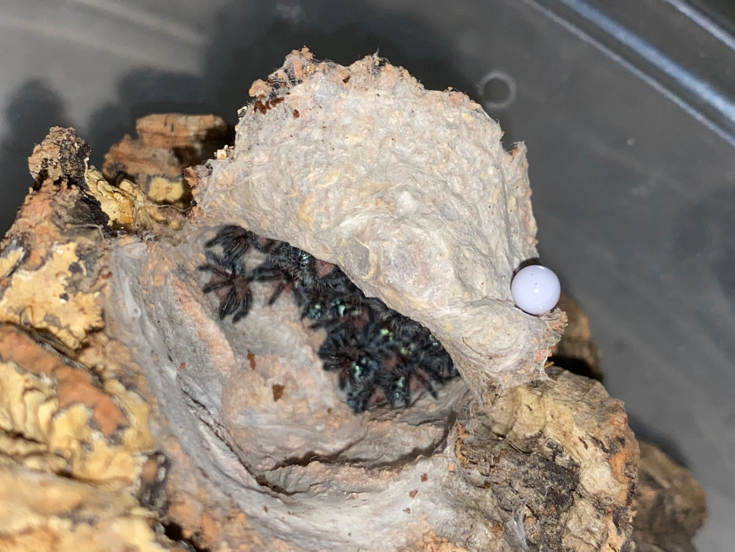 Typhochlaena Seladonia (Brazilian Jewel)