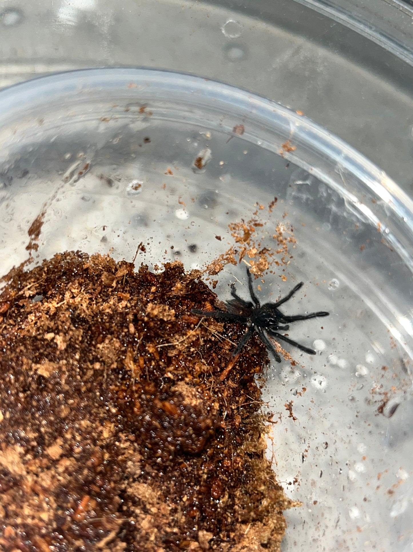 Cyriopagopus Vonworthi (Vietnamese Earth Tiger)