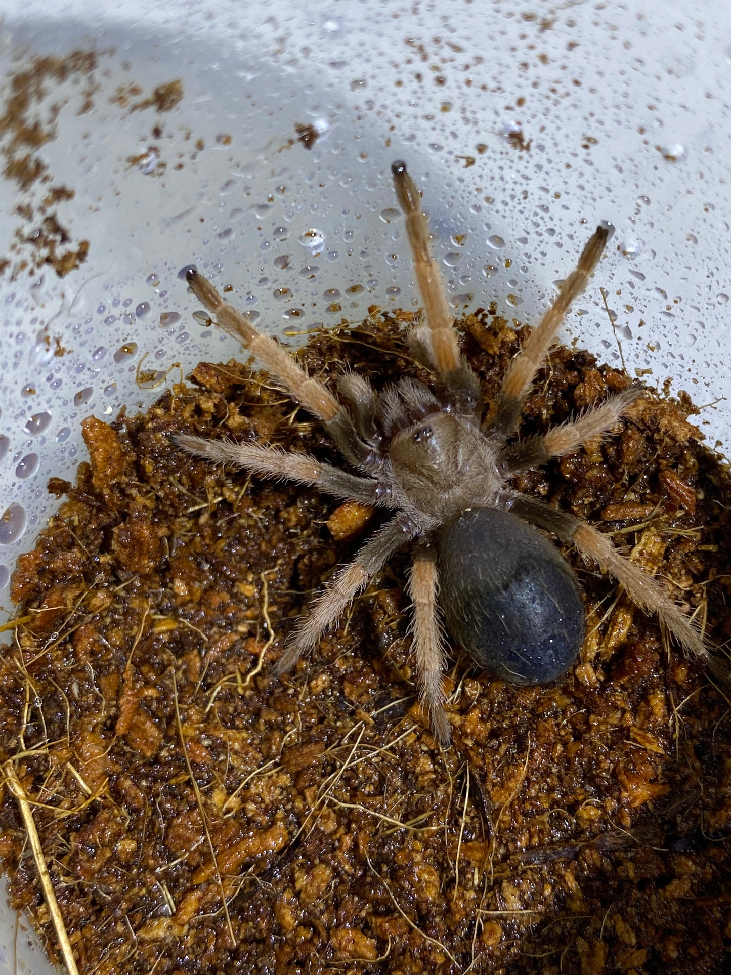 Brachypelma Boehmei (Mexican Fireleg) 1 inch