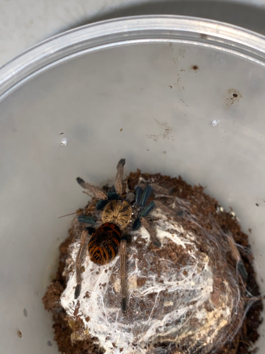 Chromatopelma Cyaneopubescens (Green Bottle Blue)