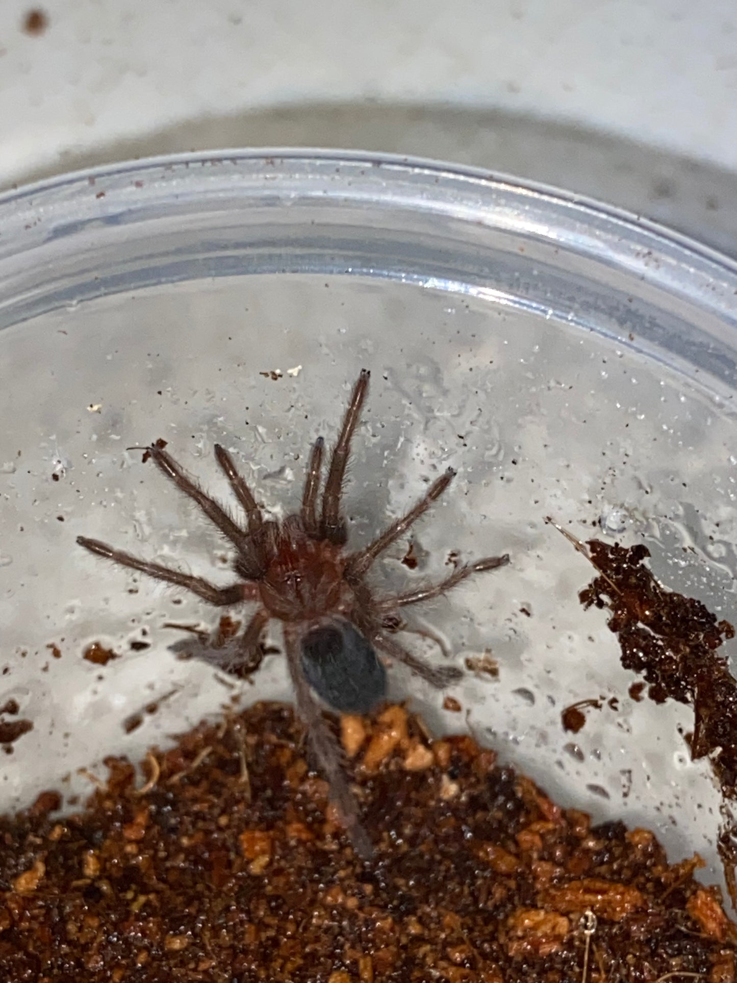 Grammostola Pulchra (Brazilian Black) 3 inch