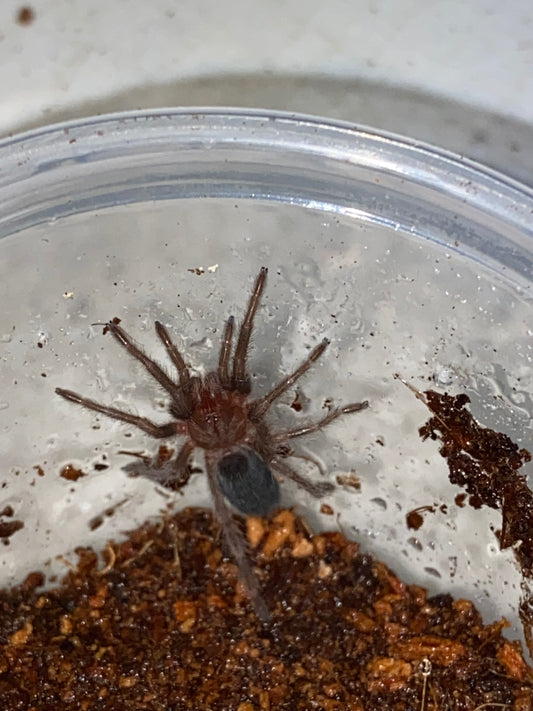 Grammostola Pulchra (Brazilian Black) 5 inch female (Local Pick Up Only)