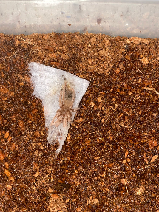 Acanthoscurria Simoensi (Manaus Black & Gold)