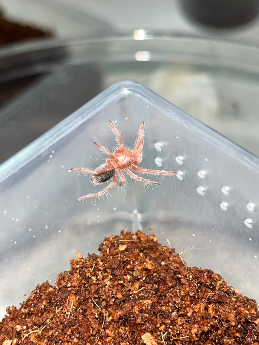 Grammostola Rosea Red (Rose Hair Red Color Form) female 1.75 in