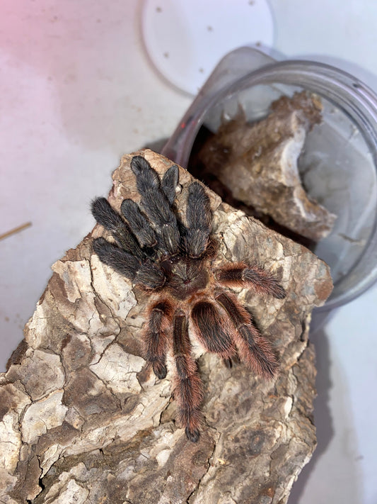 Psalmopoeus Victori (Mexican Half and Half)
