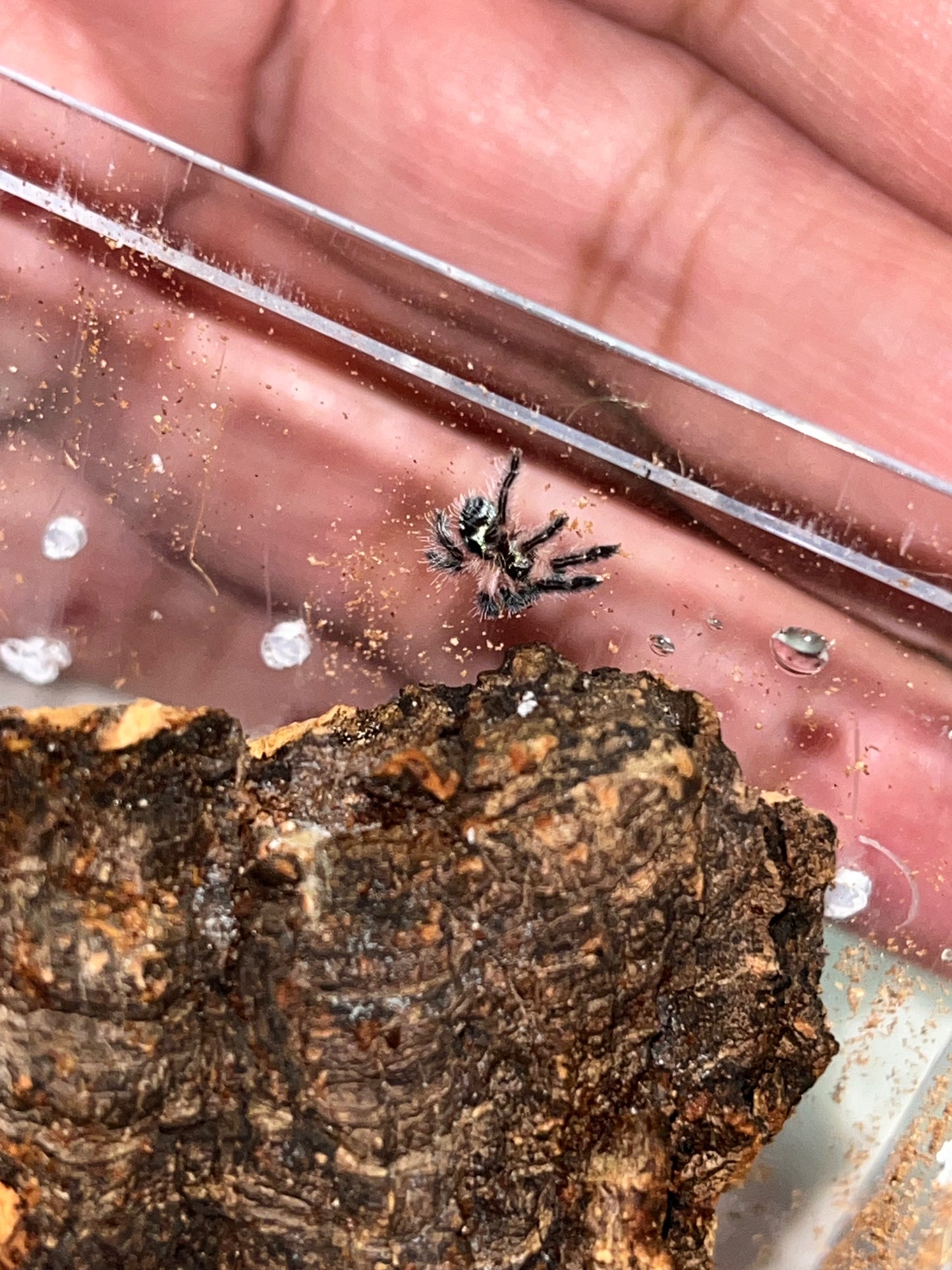 Typhochlaena Seladonia (Brazilian Jewel)