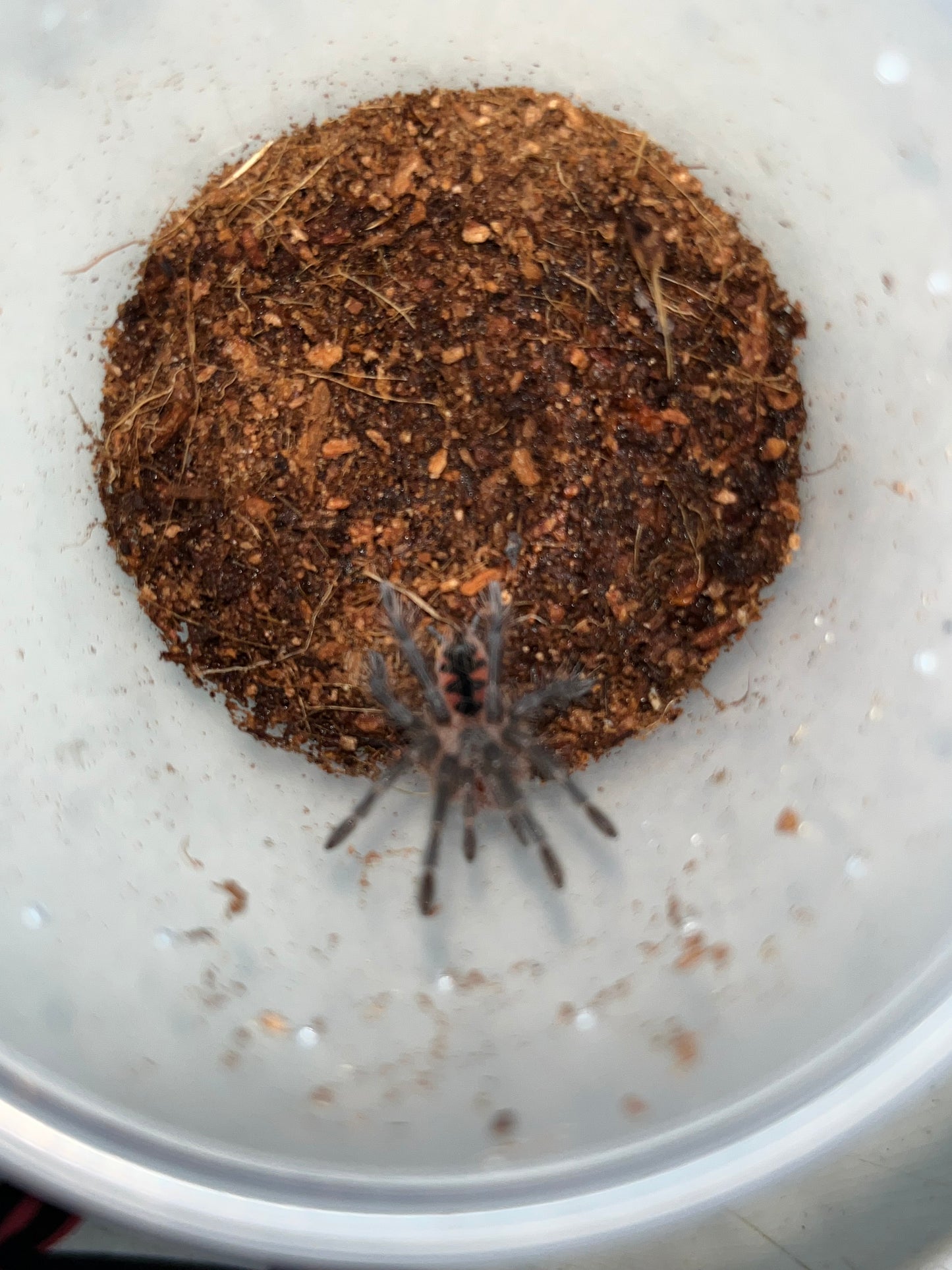 Pamphobeteus machala (Purple Bloom Birdeater)