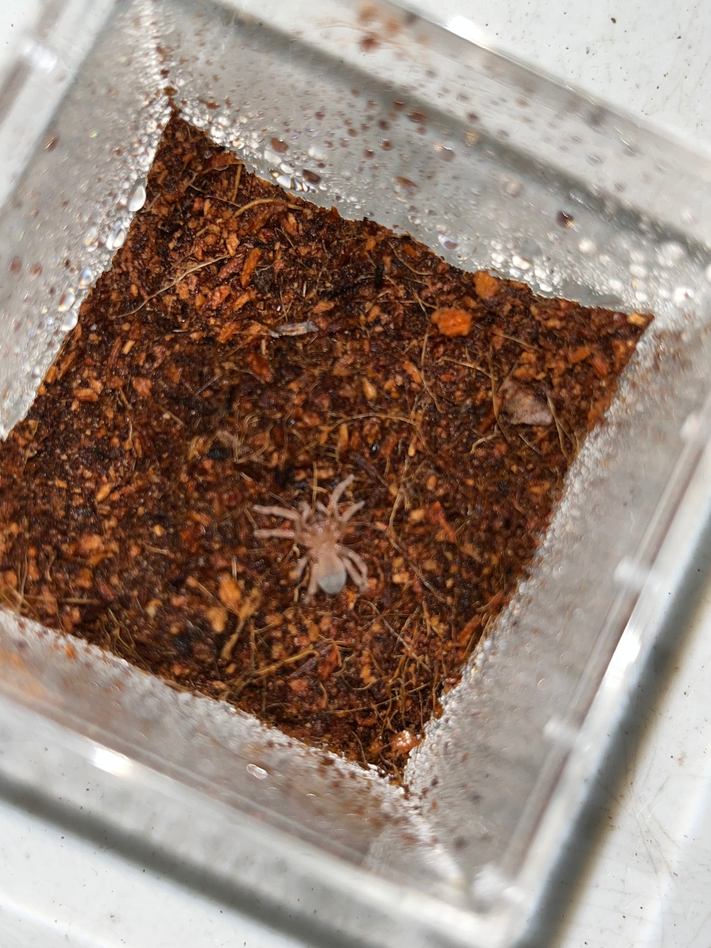 Aphonopelma sp Diamond Back (Dessert Diamondback) 1in