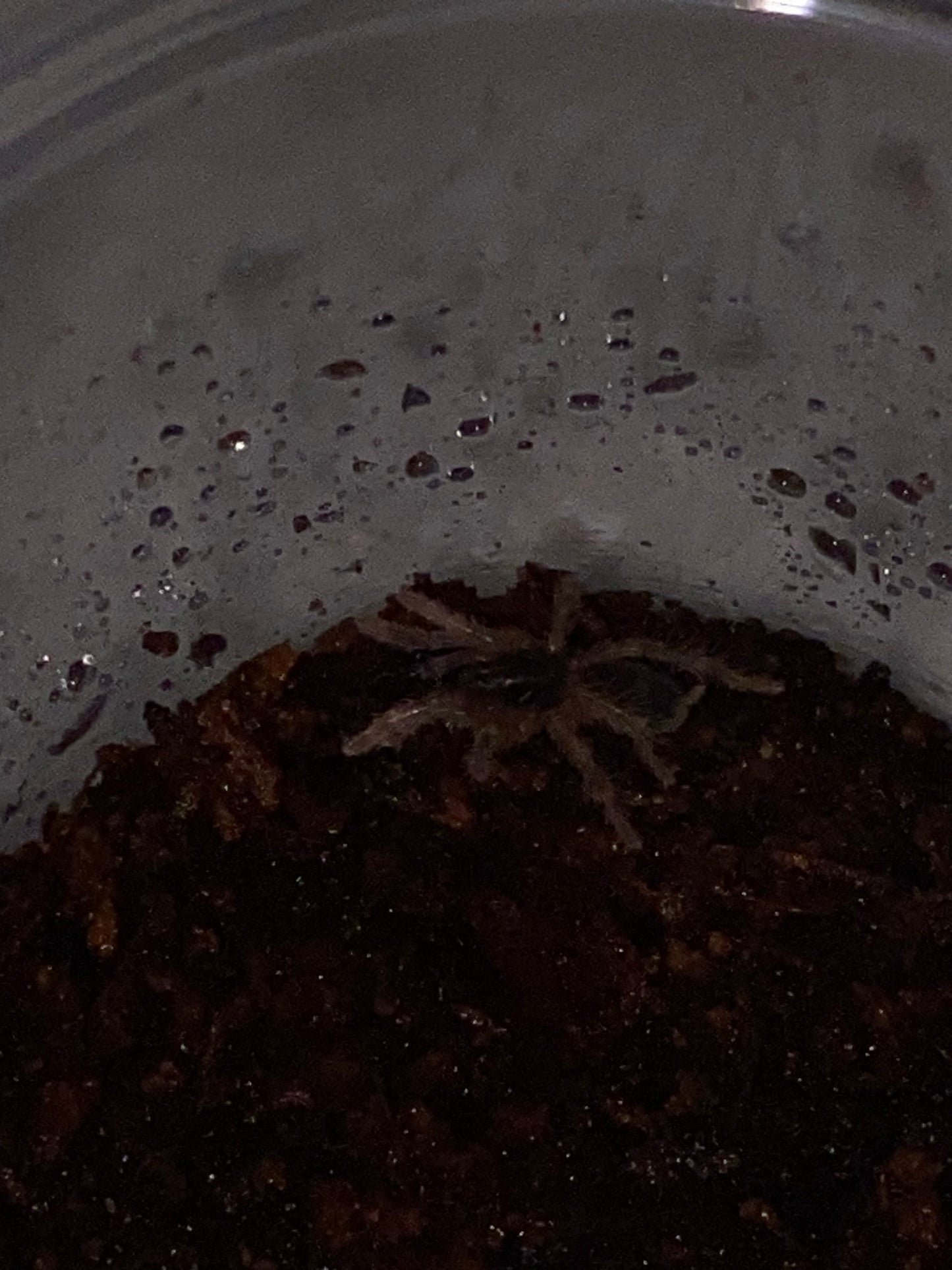 Davus sp Panama (Lava Spider)