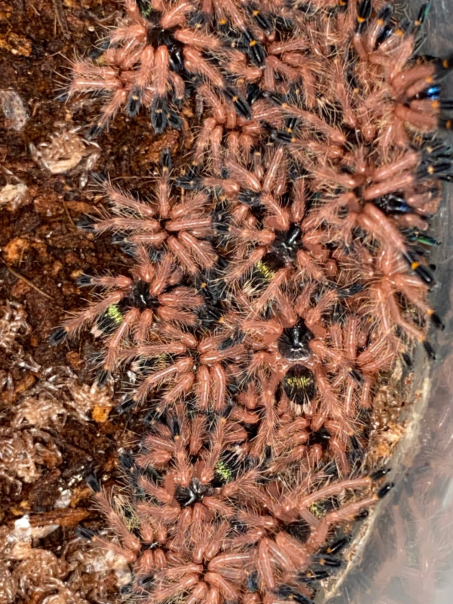 Ephebopus Cyanognathus (Blue Fang)