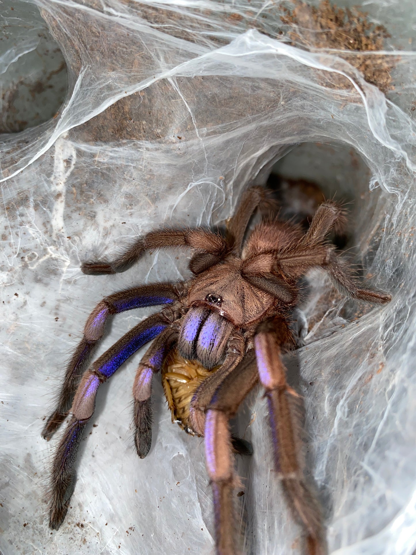 Chilobrachys Natanicharum (Electric Blue Earth Tiger) 2 in