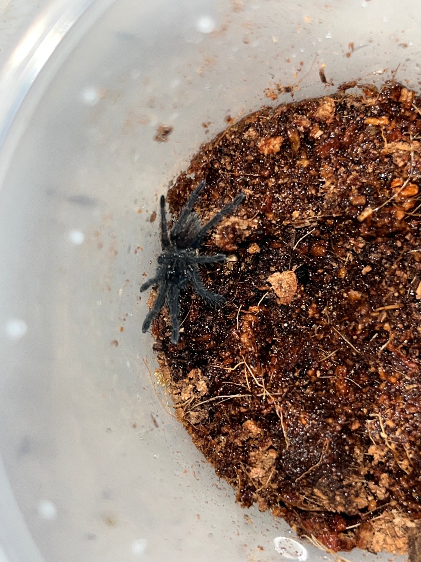 Cyriopagopus Vonworthi (Vietnamese Earth Tiger)