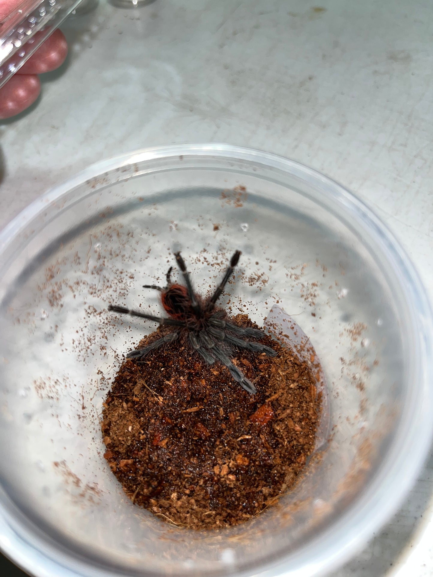 Pamphobeteus sp tigris (Midnight Black Birdeater)