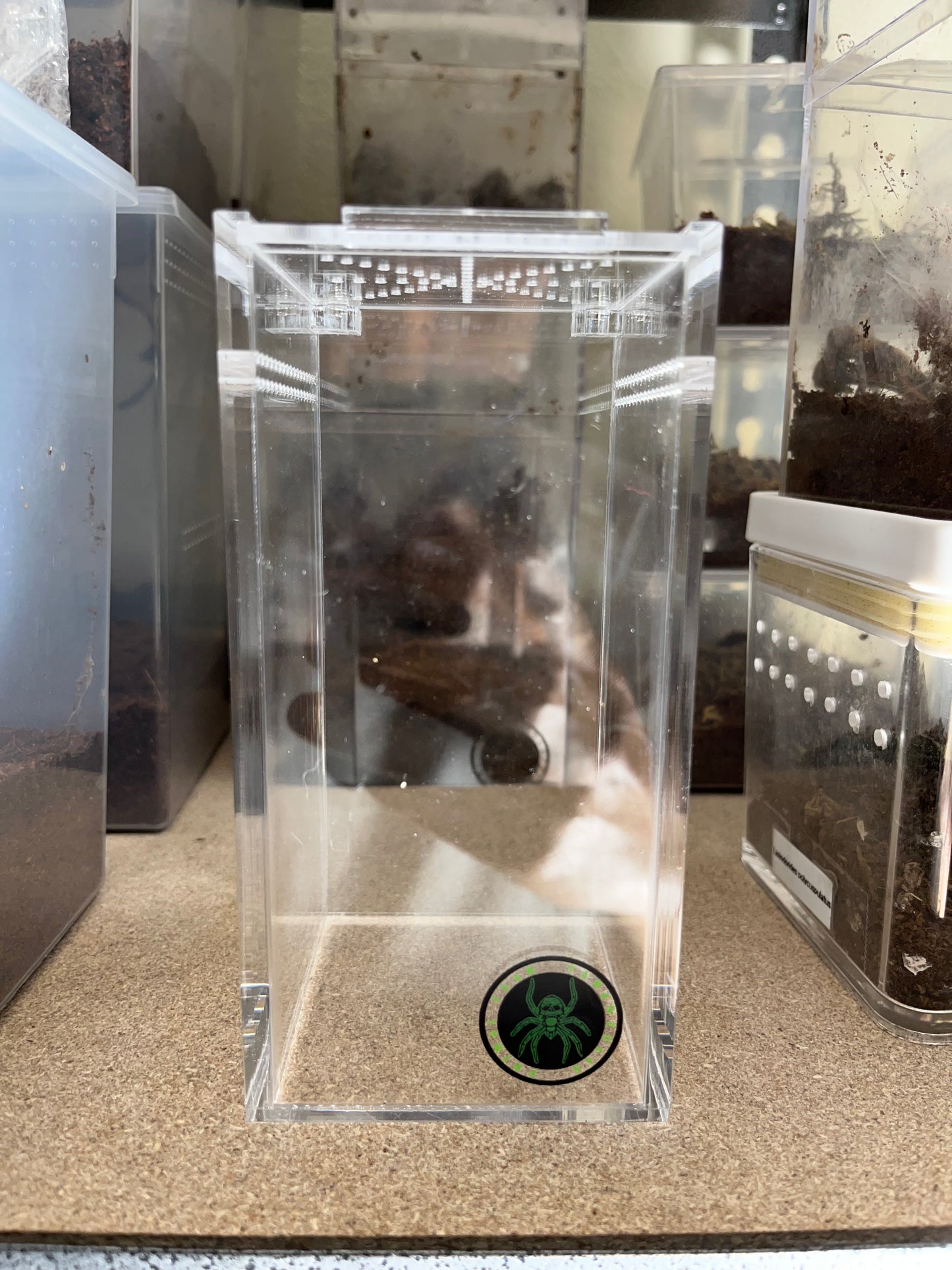 Phormingochilus Pennellhewlettorum (Bario Bat-Eater)