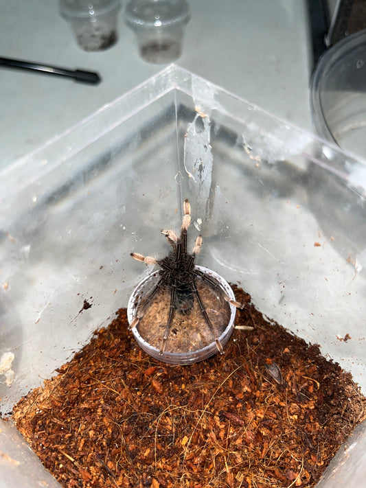 Theraphosa Apophysis (Goliath Pink Foot)