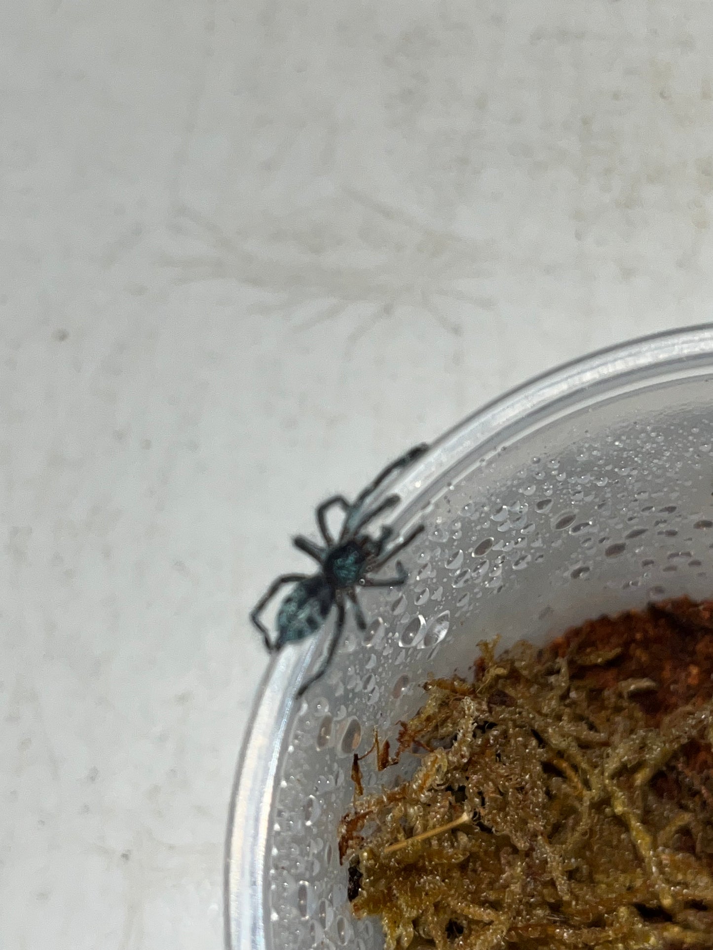 Caribena Laeta (Puerto Rican Pinktoe) 3 in females