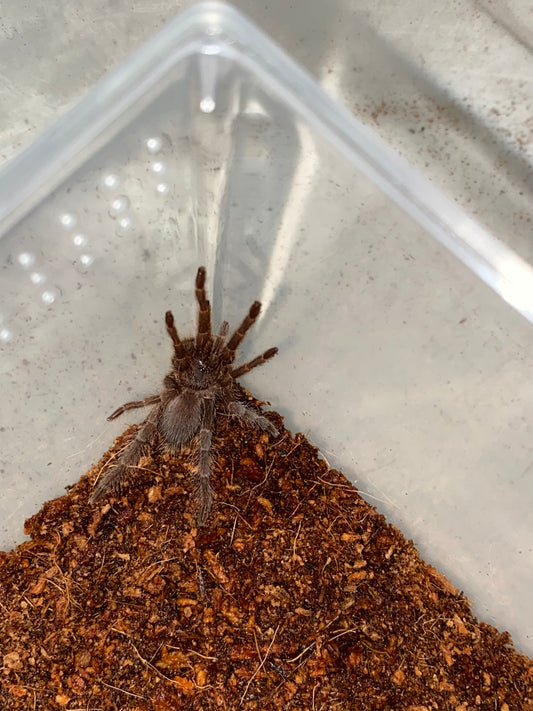 Lyrognathus giannisposatoi (Sumatran Stout Leg)