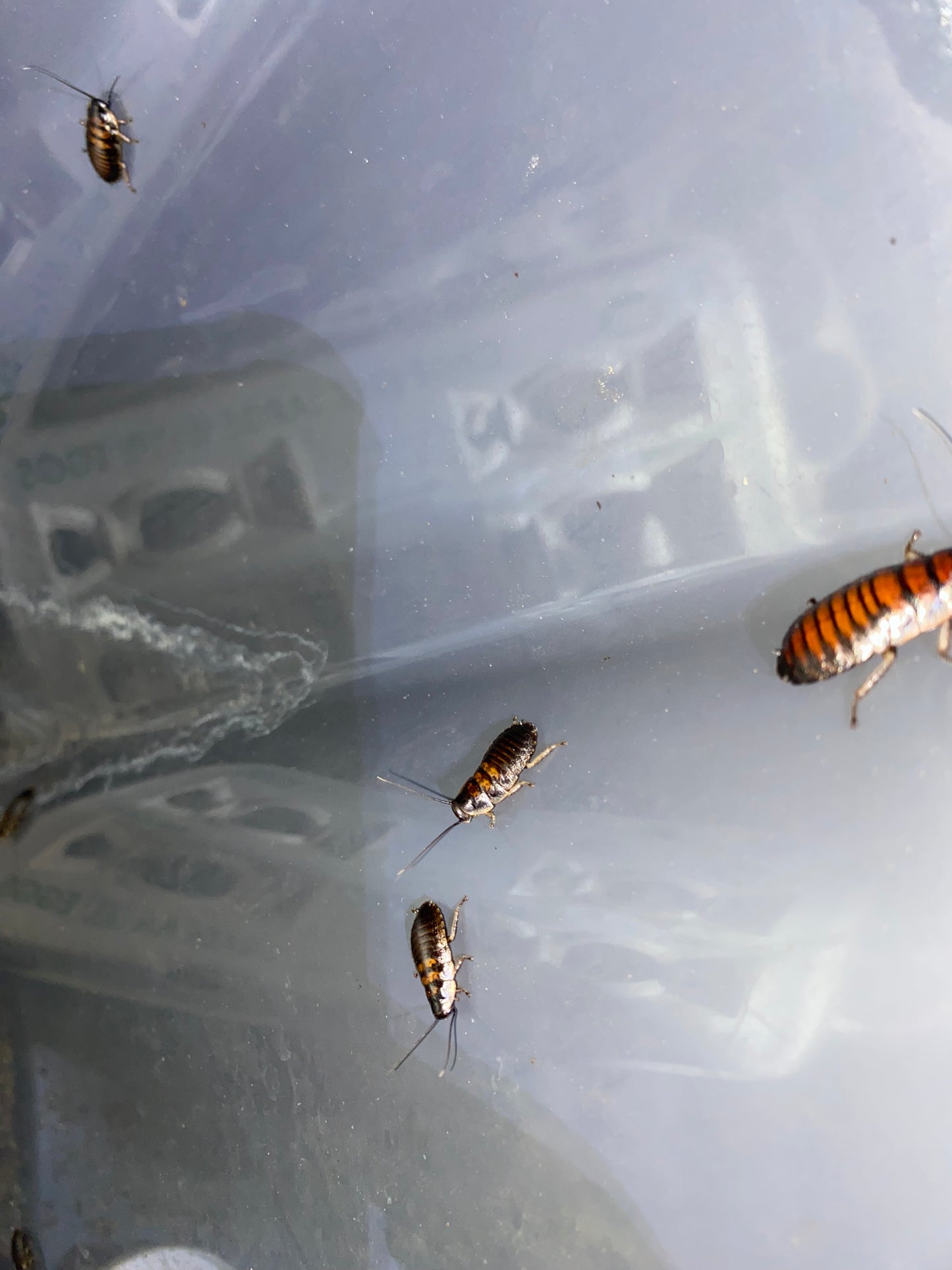 Gromphadorhina Portentosa (Madagascar Hissing Cockroach)