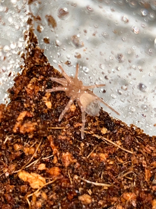 Aphonopelma sp Chocolate