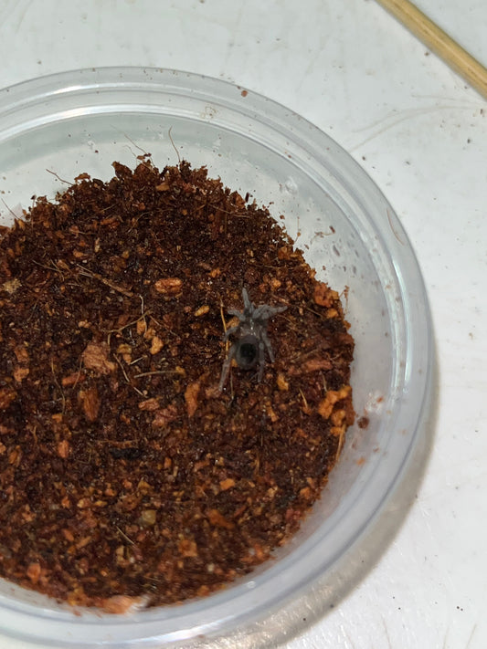 Tliltocatl sp Golden Back