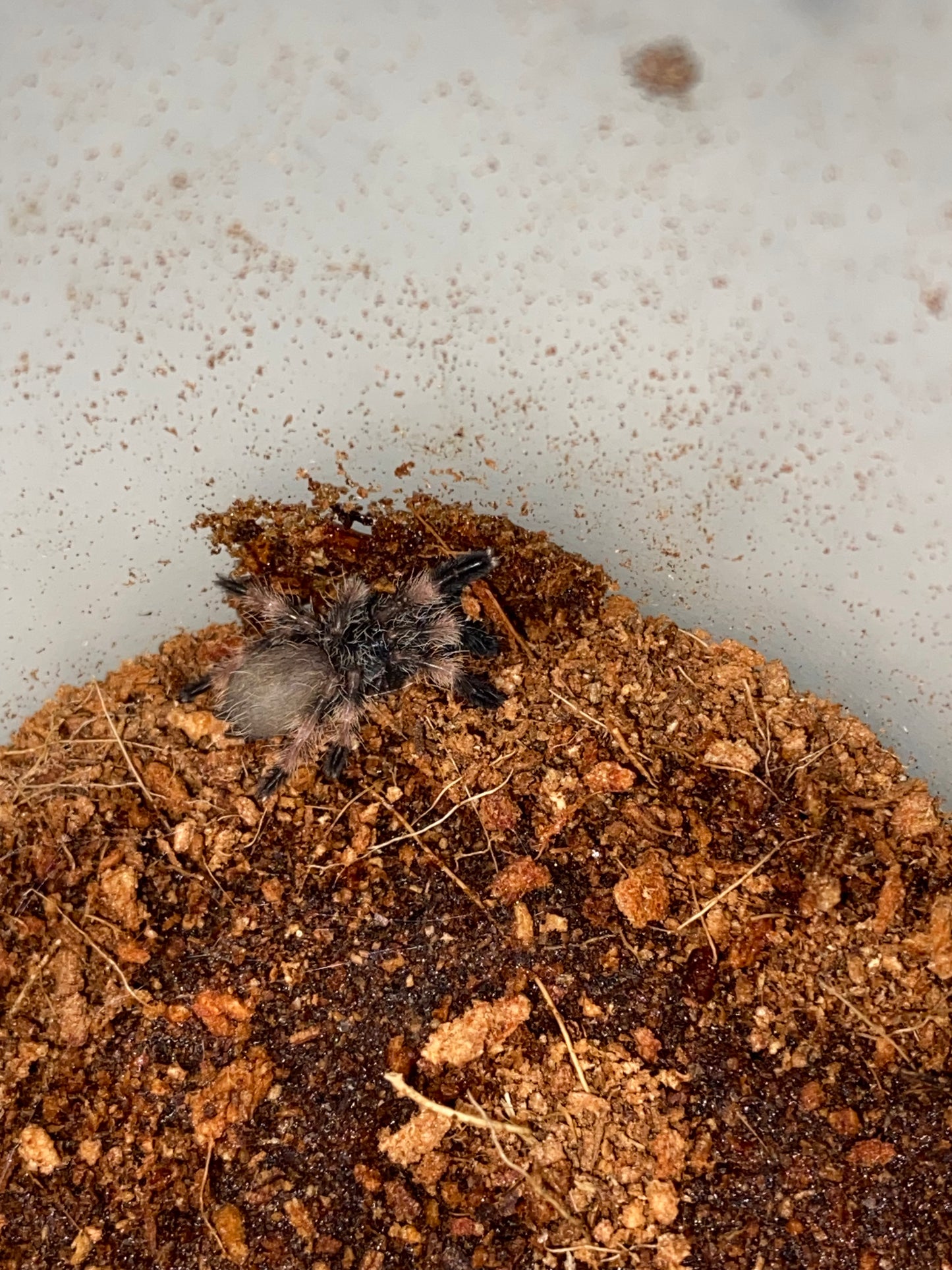 Psalmopoeus Reduncus (Costa Rican Orange Mouth) 1.5 inch