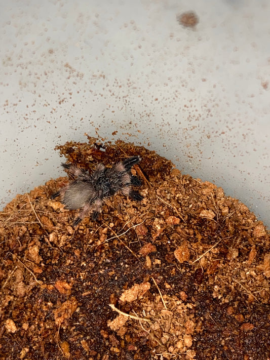 Psalmopoeus Reduncus (Costa Rican Orange Mouth) 1.5 inch