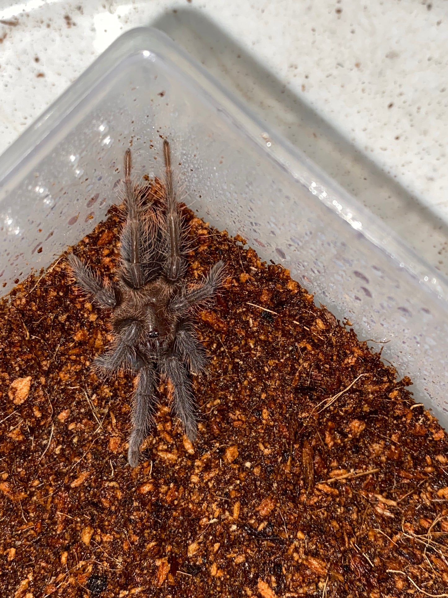 Phormictopus Auratus (Cuban Bronze) 2 inch