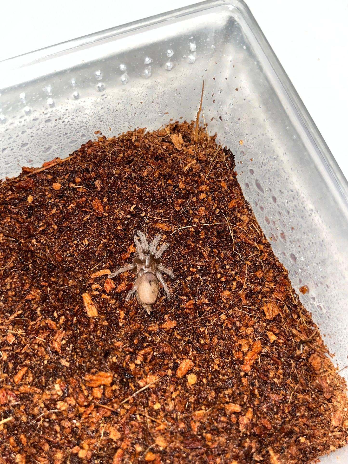 Tliltocatl Verdezi (Mexican Rose Grey)