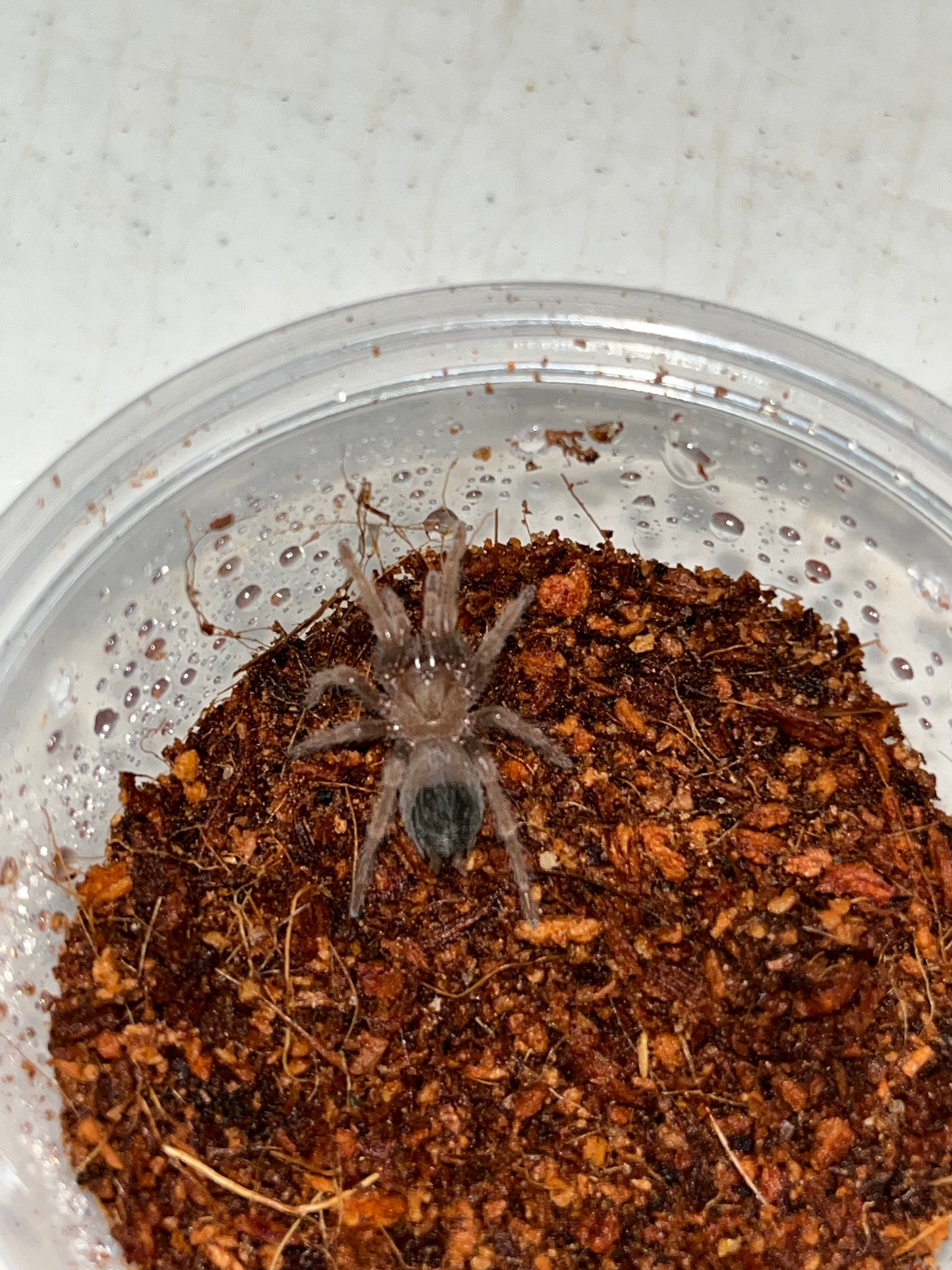Brachypelma Albiceps (Golden Red Rump)