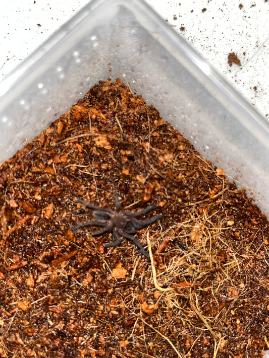 Cyriopagopus Albostriatus (Thai Zebra) 4 in females (field collected)