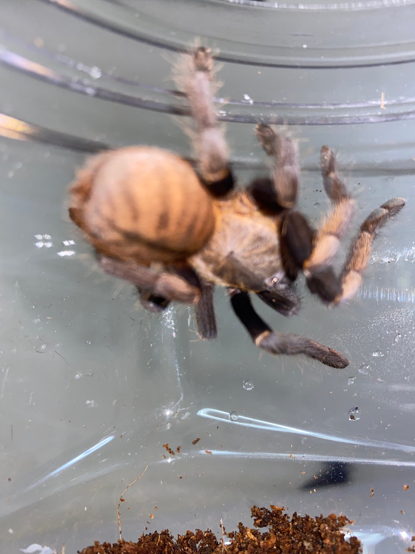 Ornithoctinus Aureotibialis (Thai Golden Fringe) 1.75 in