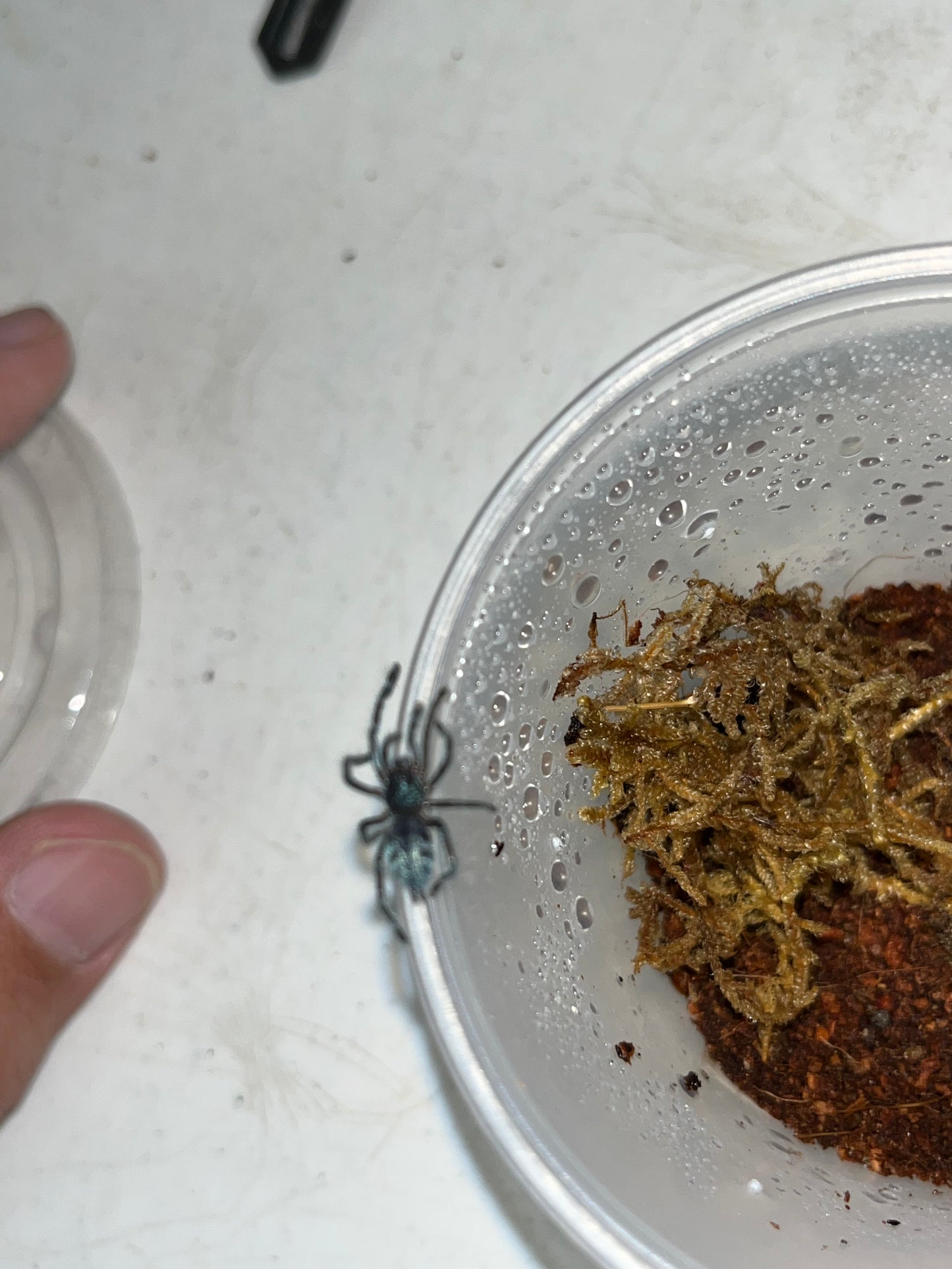 Caribena Laeta (Puerto Rican Pinktoe) 3 in females