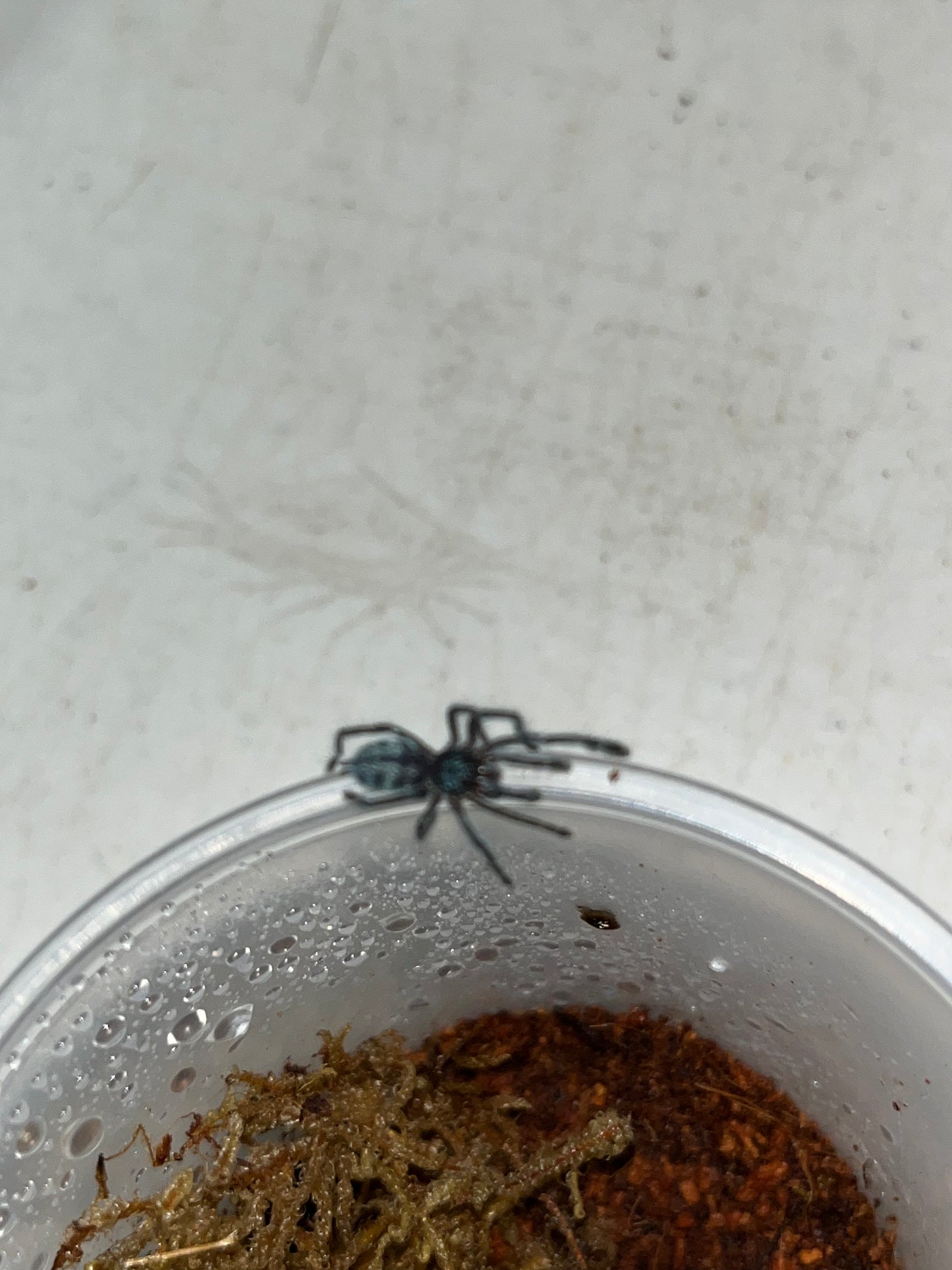 Caribena Laeta (Puerto Rican Pinktoe) 3 in females