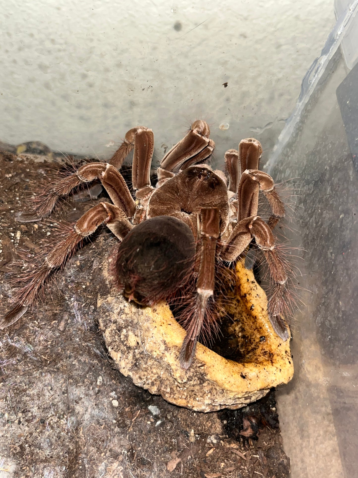 Theraphosa Stirmi (Burgundy Goliath Birdeater)