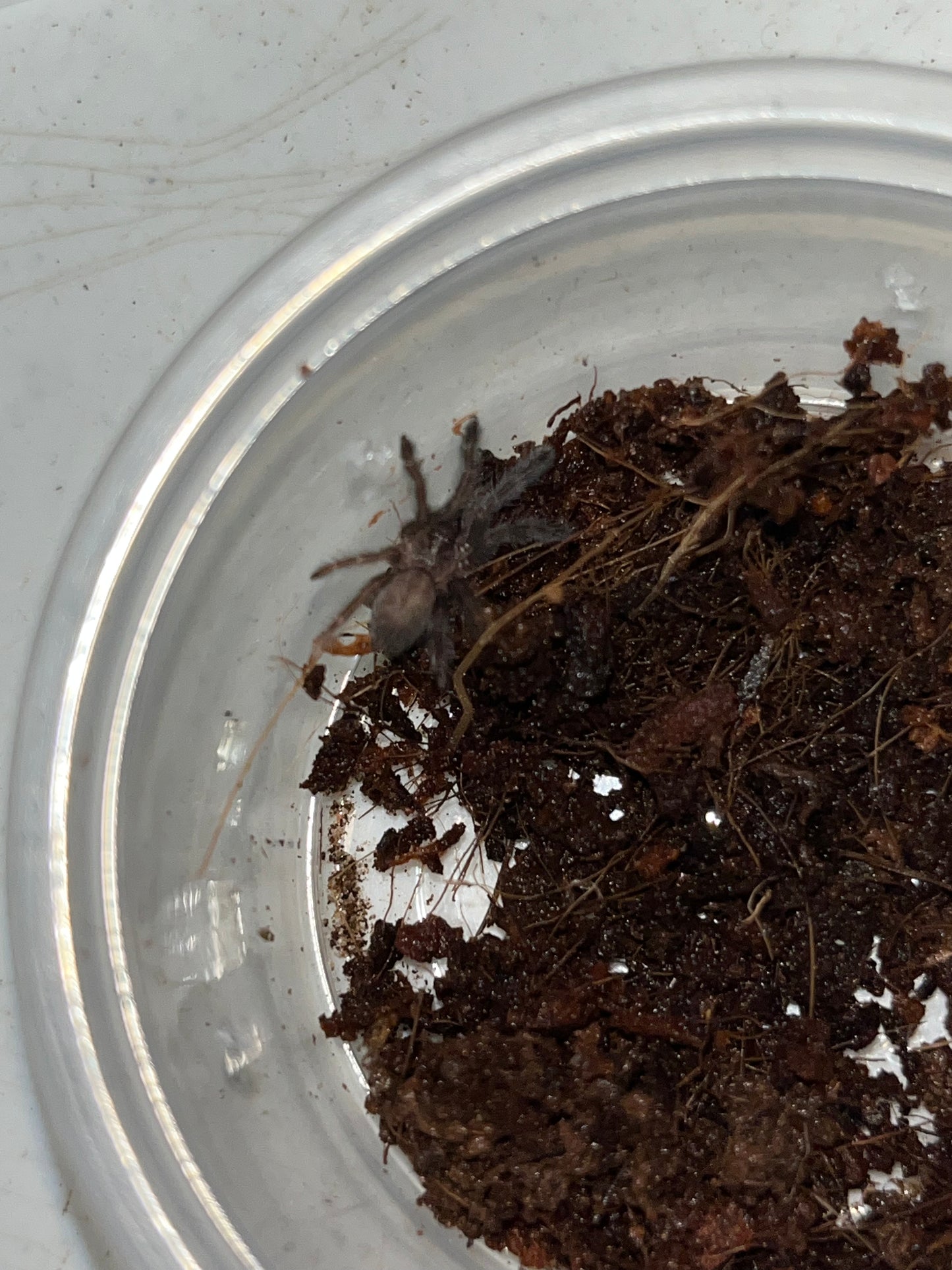Tapinauchenius Polybotes (St Lucia Giant Tappy)