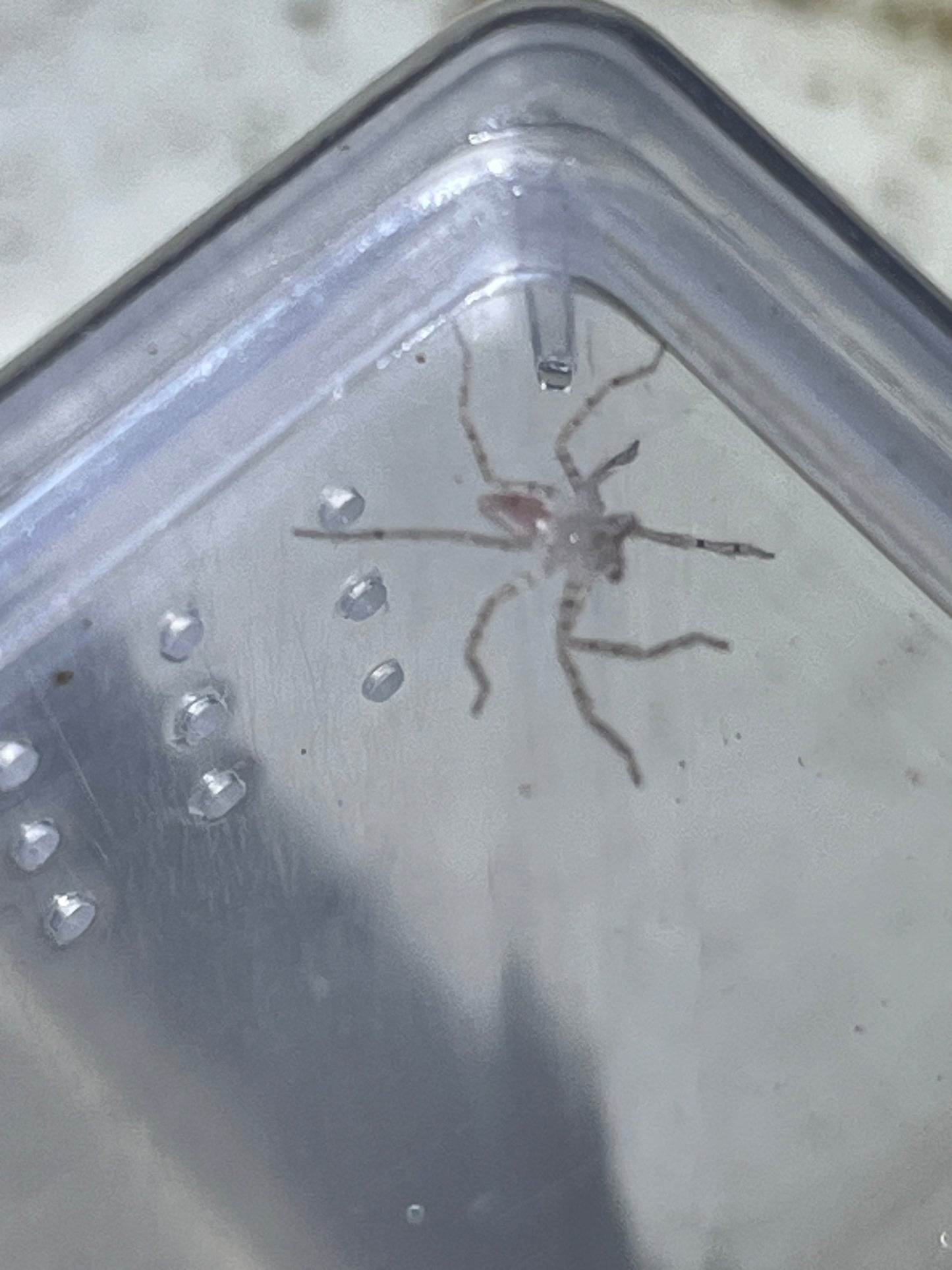 Heteropoda Davidbowie