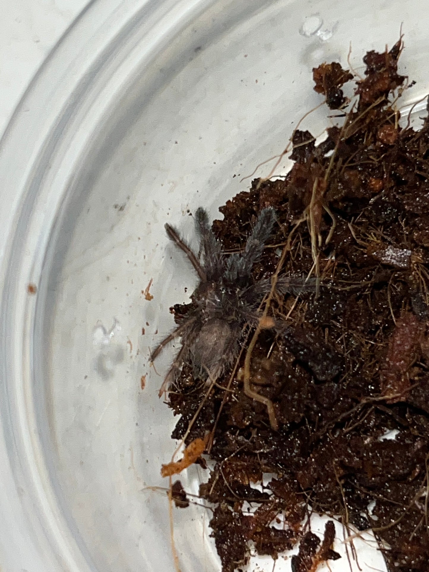 Tapinauchenius Polybotes (St Lucia Giant Tappy)