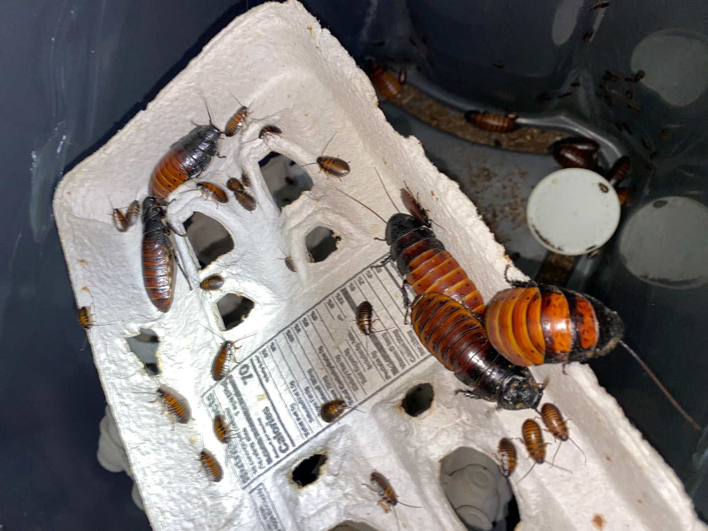Gromphadorhina Portentosa (Madagascar Hissing Cockroach)