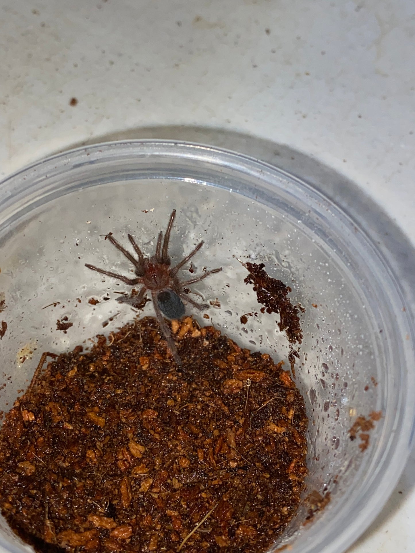 Grammostola Pulchra (Brazilian Black) 3 inch