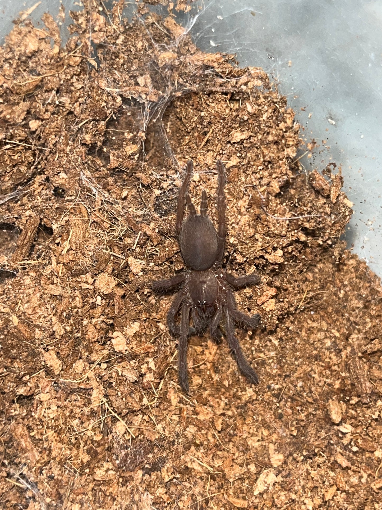 Chilobrachys Natanicharum (Electric Blue Earth Tiger) 2 in