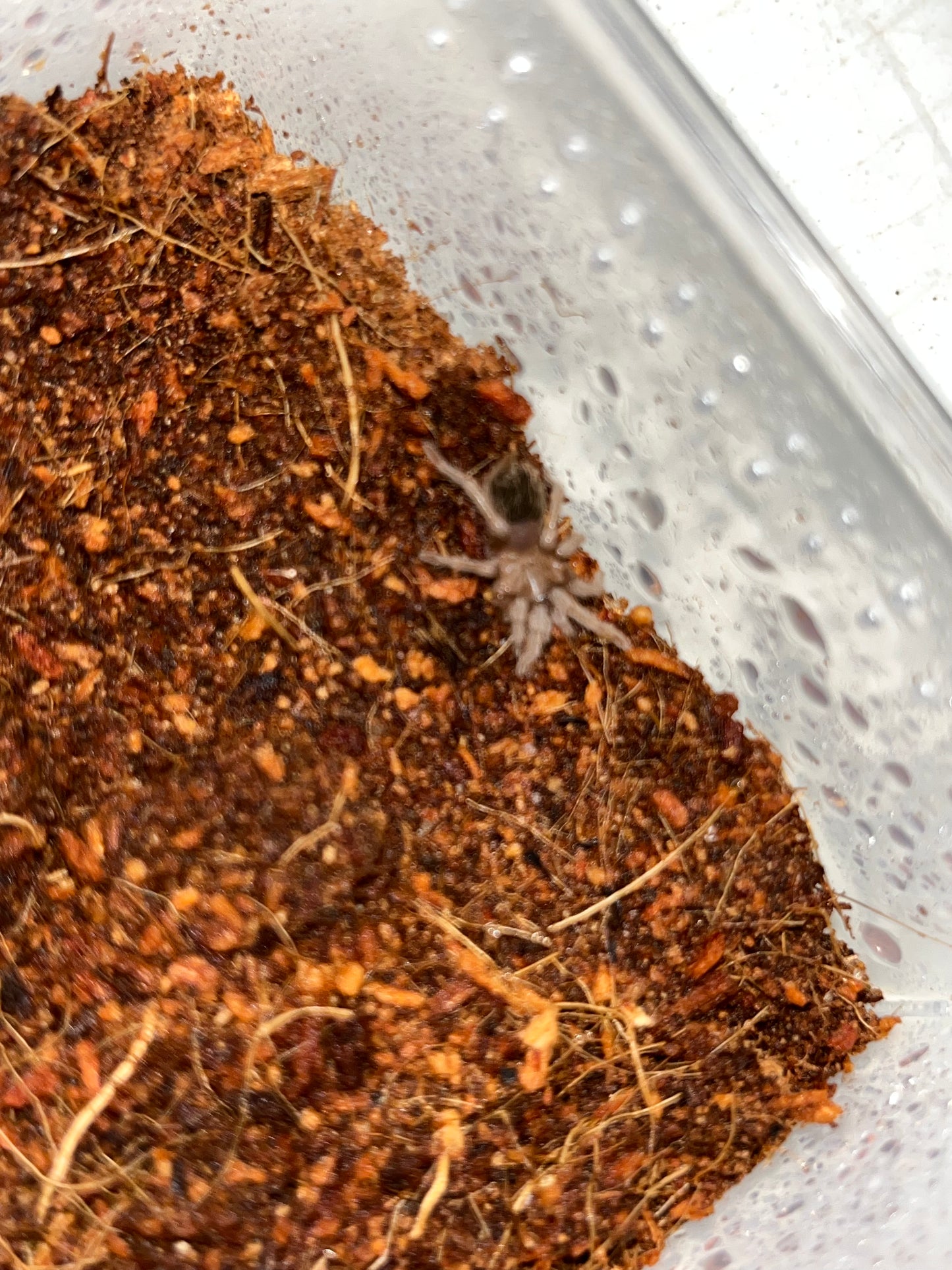 Aphonopelma sp Queretaro