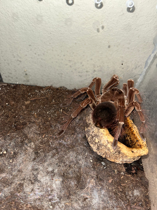 Theraphosa Stirmi (Burgundy Goliath Birdeater)