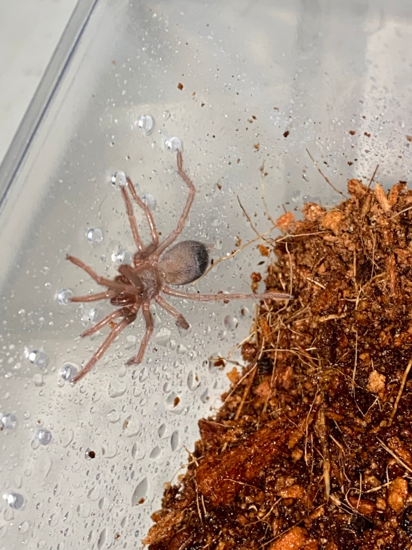 Pseudhapalopus sp Blue (Columbian Blue Dwarf)